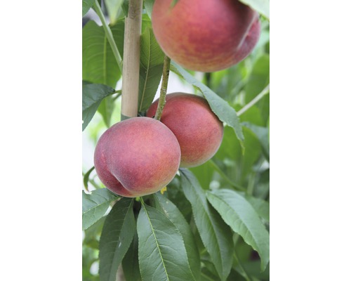 Biologische perzikboom FloraSelf Biologische Prunus persica 'Red Vineyard Peach' Stamhoogte 60 cm Totale hoogte ca. 100-120 cm Co 7,5 L zelfbestuivend