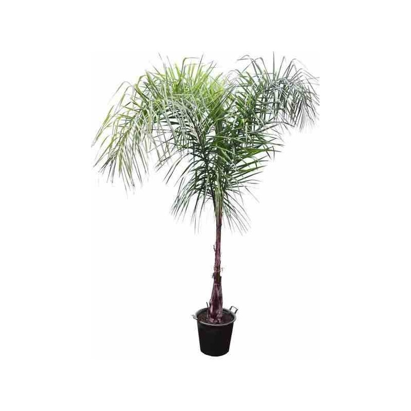Syagrus romanzoffiana sp. 'santa catarina (syn. Arecastrum r.) blanc - taille pot de 1 litre - 30/50 cm