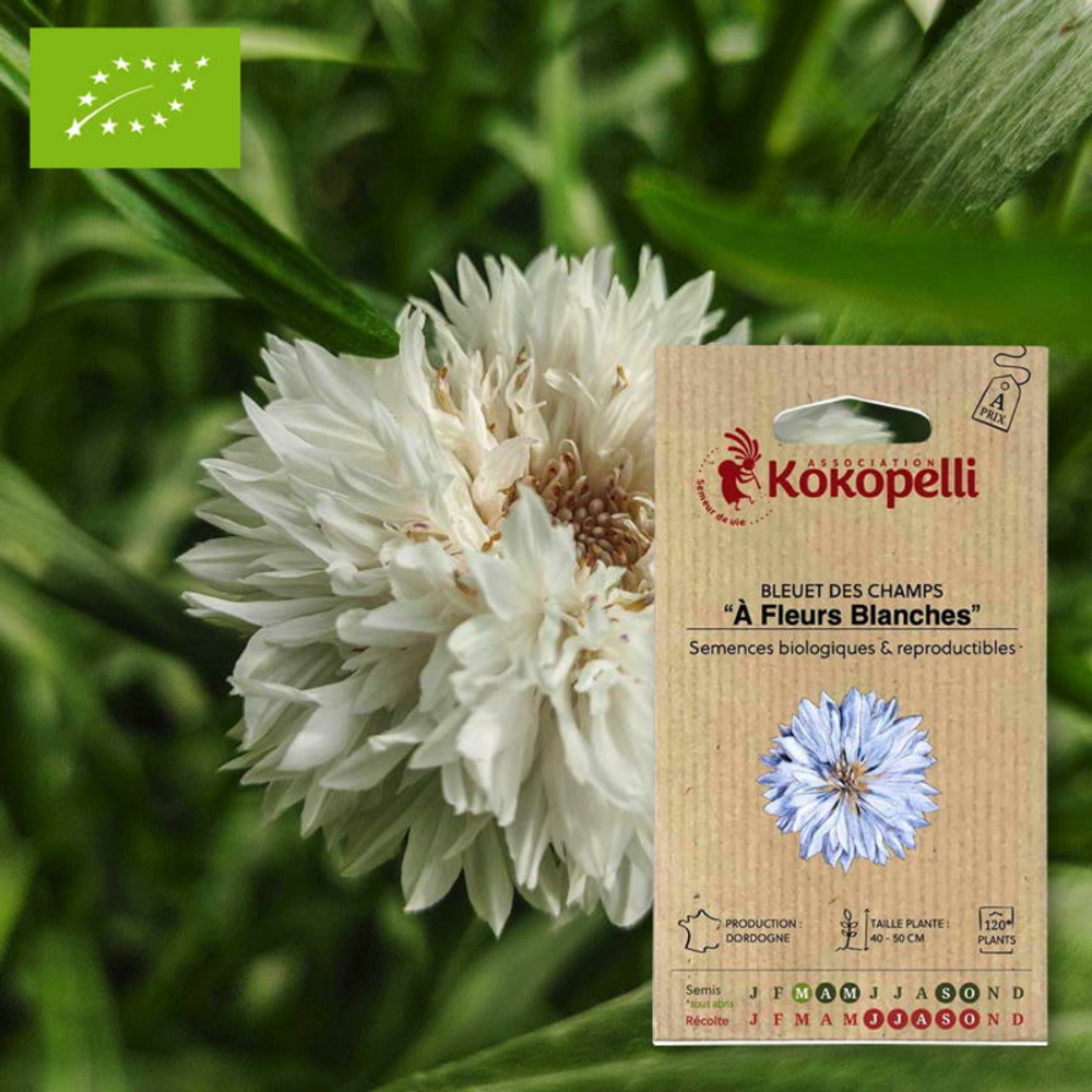 Sachet de graines bio à semerbleuet à fleurs blanches