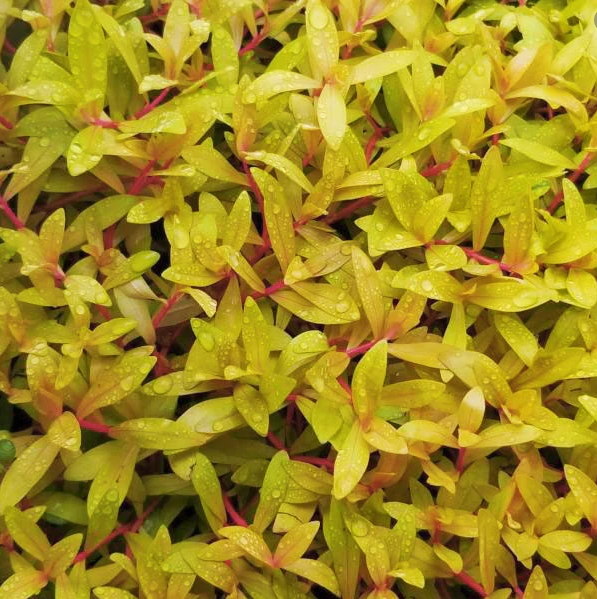 Waterplant Nesaea Pedicellata 