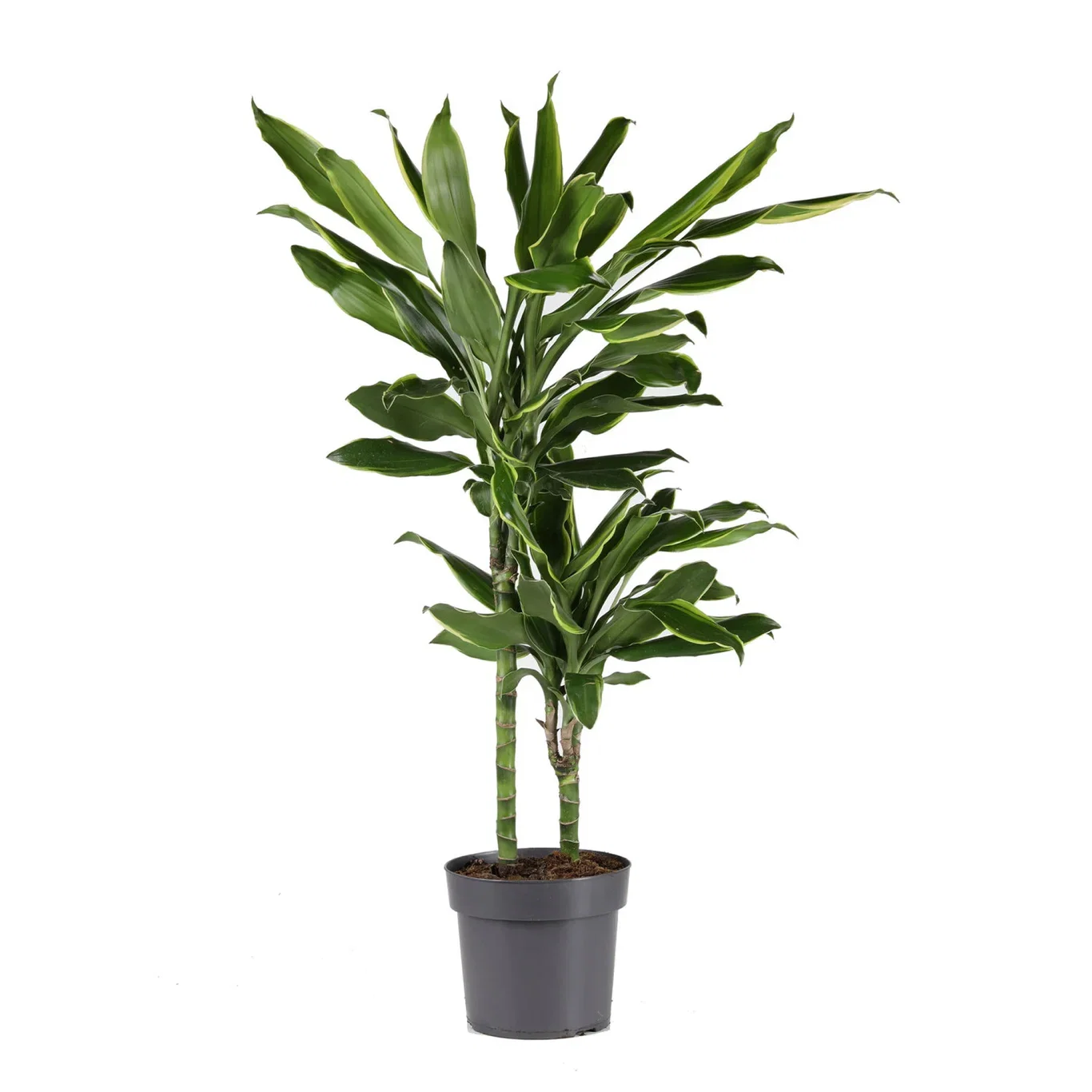 Dracaena fragrans 'Gold Coast' Draketre 'Gold Coast' Høyde 65 cm