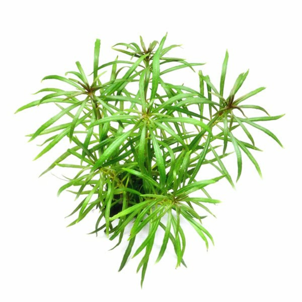 Pogostemon stellatus