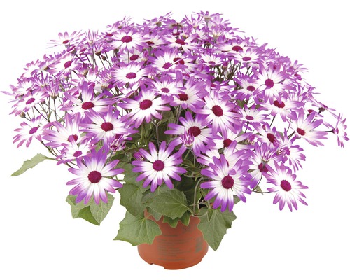 Cinderella FloraSelf Senecio senetti Ø 15 cm pot, willekeurige variëteitselectie