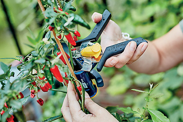 Pince de jardin à tuteurer Rapid GP238