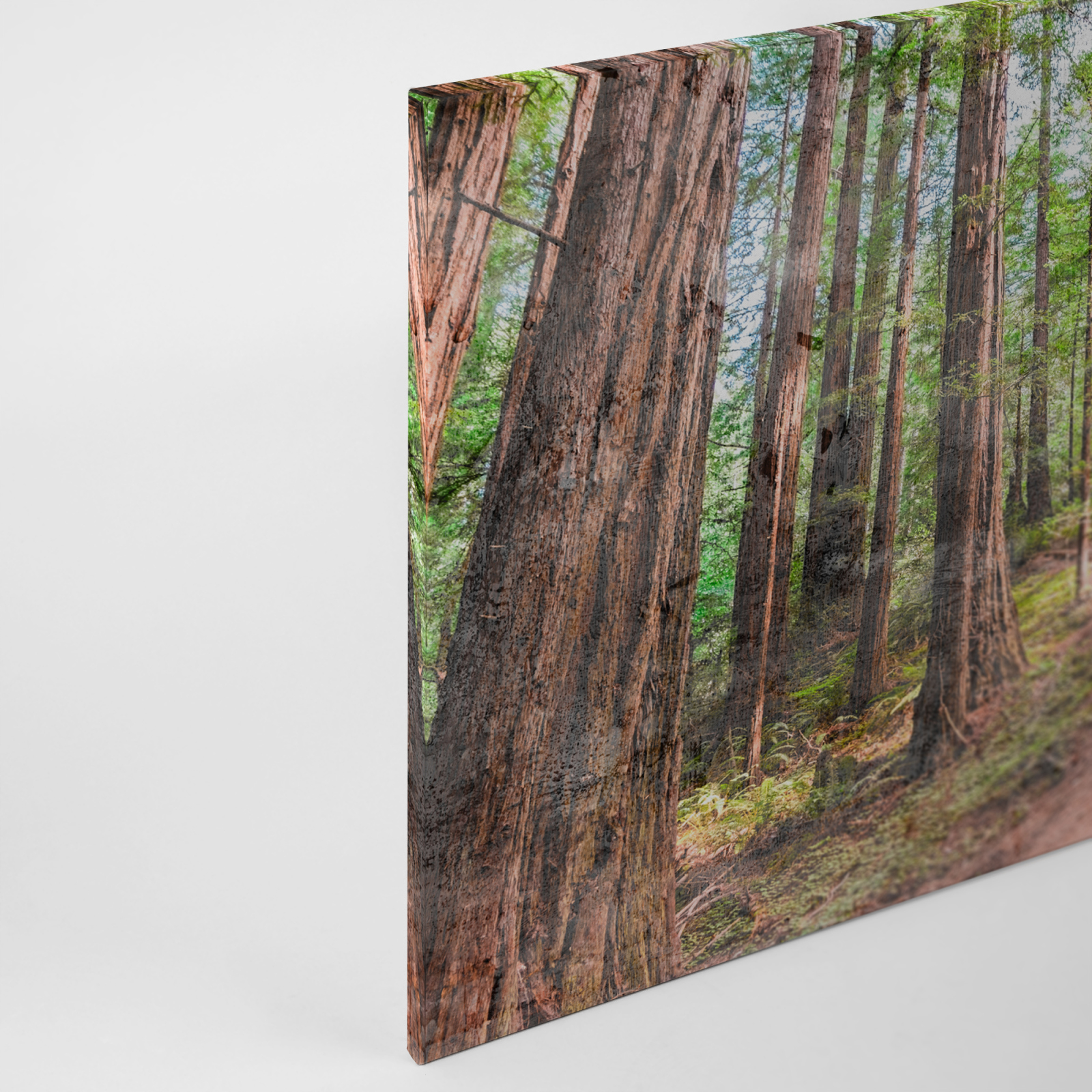 Leinwandbild WALDWEG - grün - 90x60 cm