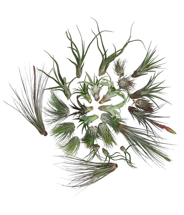 Luftnelken-Set - Tillandsia, verschiedene