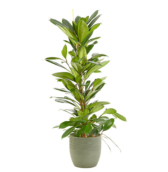 Ficus cyathistipula 21cm avec cache pot rayures vertes