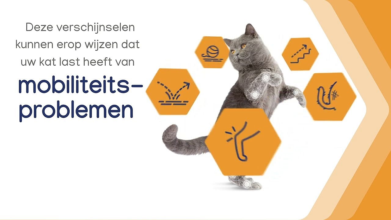 Movoflex Gewrichten Kat 30 soft chews | 15099