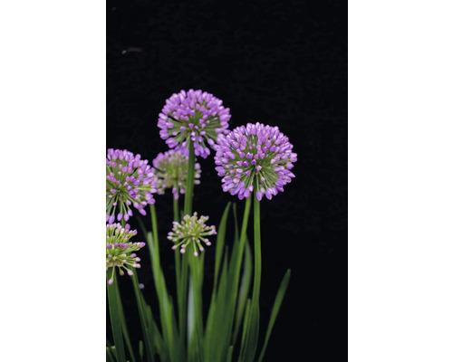 Sierui FloraSelf Allium 'Millenium' Co 3 L
