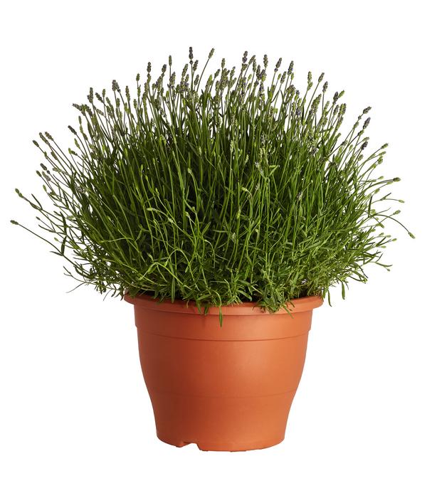 Lavendel