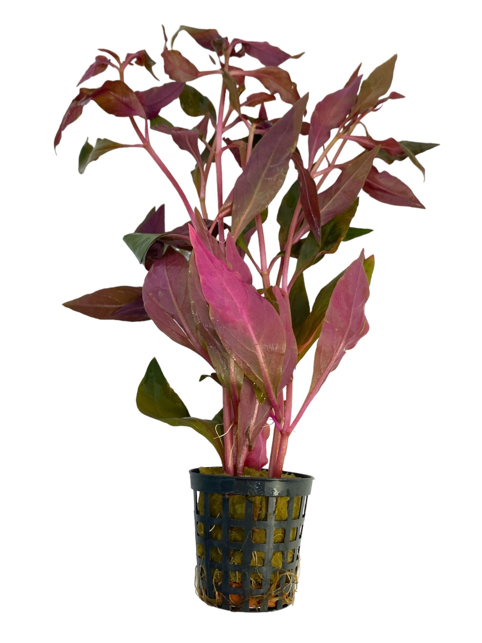 Aquariumplant Alternanthera cardinalis, Dieprode Plant.