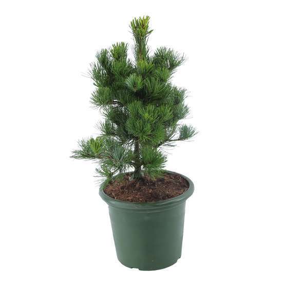 Pinus parviflora Glauca : H 30/40 cm : ctr 6 L