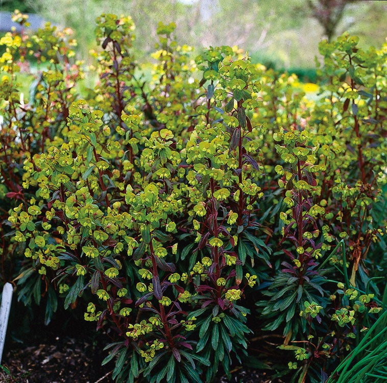 Wolfsmelk (Euphorbia amygdaloides 'Purpurea') D 11 H 60 cm