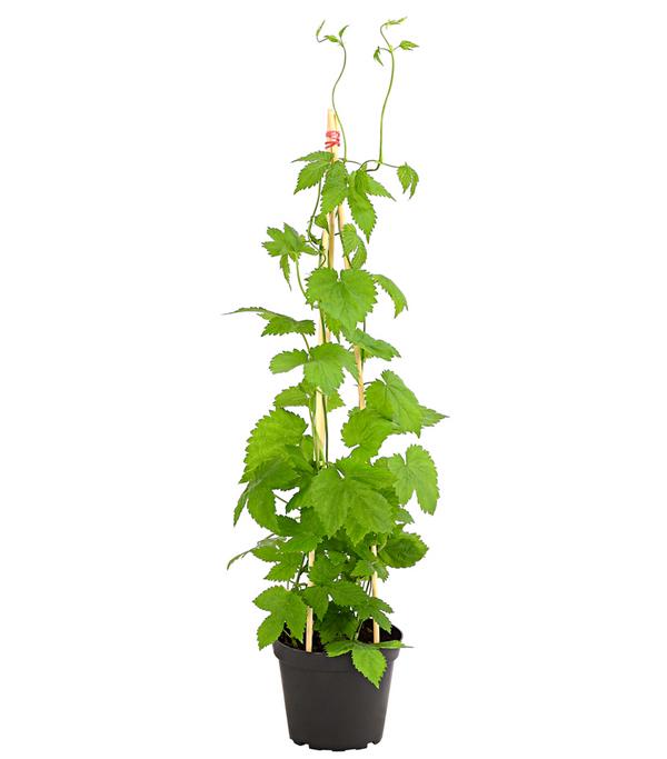 Echter Hopfen