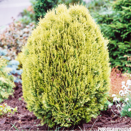 Thuya du Canada orientalis Semperaurea 50/60 : pot 7,5L