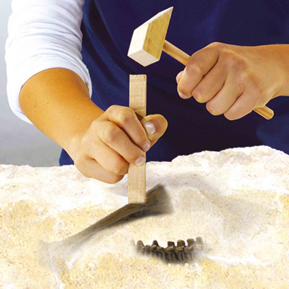 SES Creative - Udhug - Triceratops og skelet