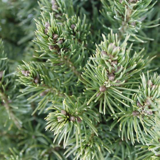 Picea glauca Conica H : 40/50 cm ctr 4L