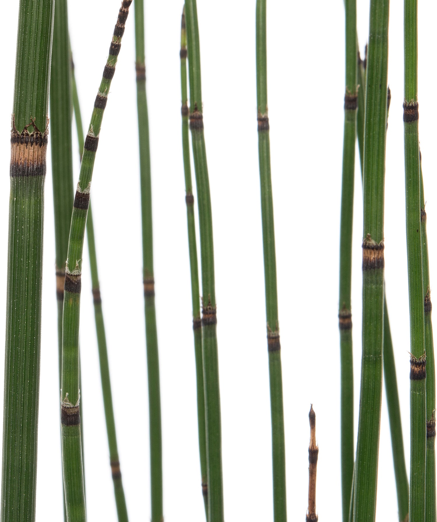 Japanse holpijp (Equisetum japonicum) D 18 H 30 cm