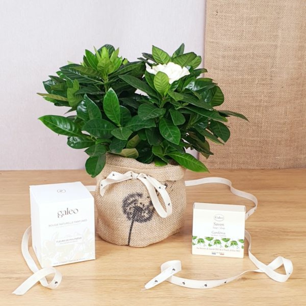 Coffret d'un gardénia, son savon de gardénia bio et sa bougie fleur polynésie