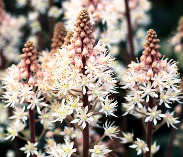 Bio Schaumblüte