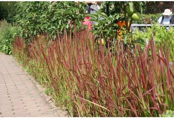 Japans Bloedgras (Imperata cylindrica 'Red Baron') D 9 H 10 cm