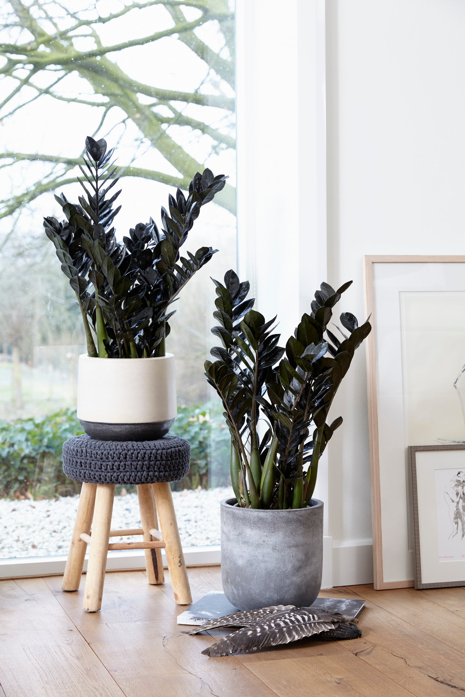 Zwarte Zamioculcas (Zamioculcas 'Raven') D 17 H 65 cm