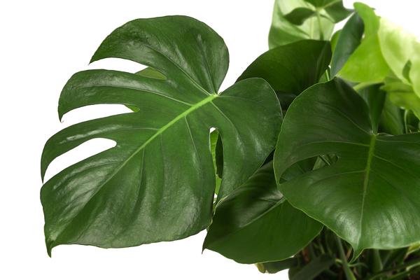 Fensterblatt - Monstera deliciosa