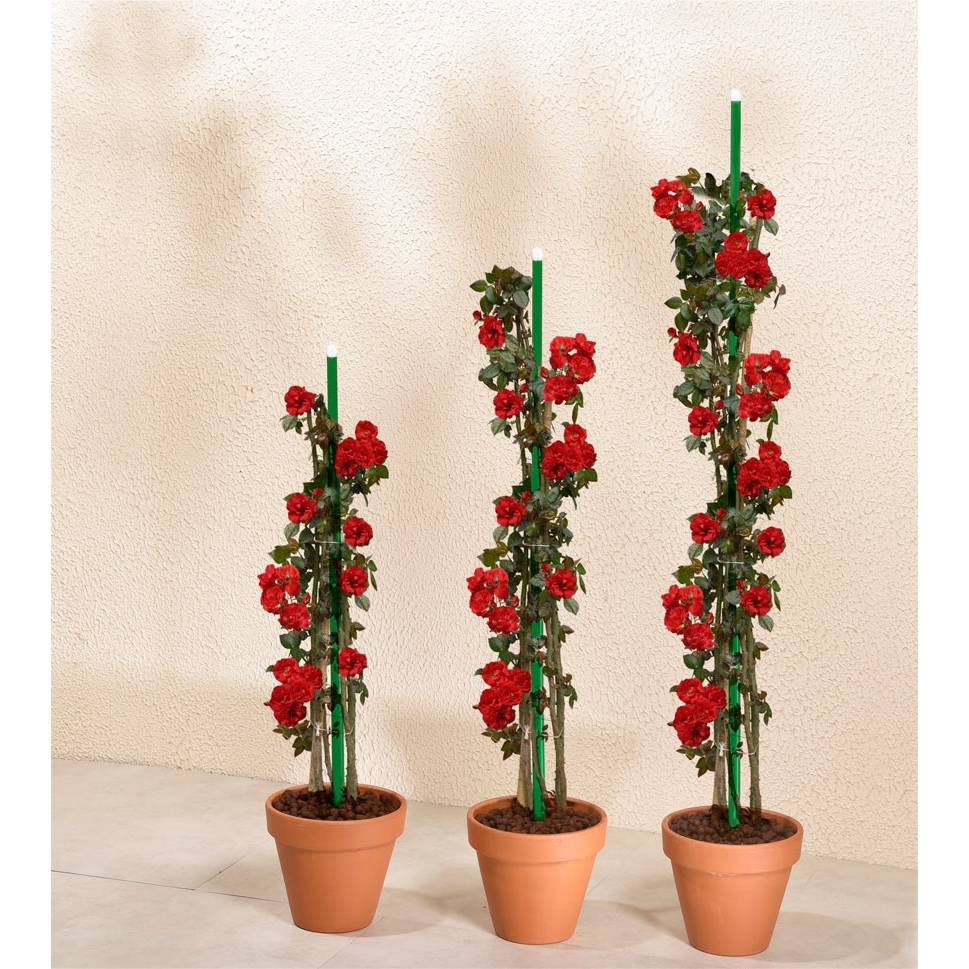 6 tuteurs extensibles