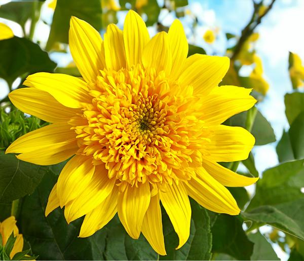 Gefüllte Stauden-Sonnenblume 'Double Whammy'
