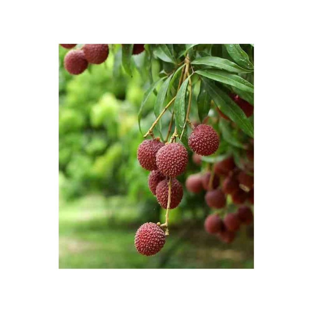 Litchi sinensis var mc lean blanc - taille pot de 7 litres - 40/60 cm