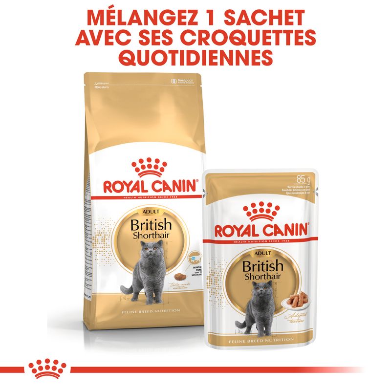 Royal Canin British Shorthair Adult à prix discount sur bitiba.fr