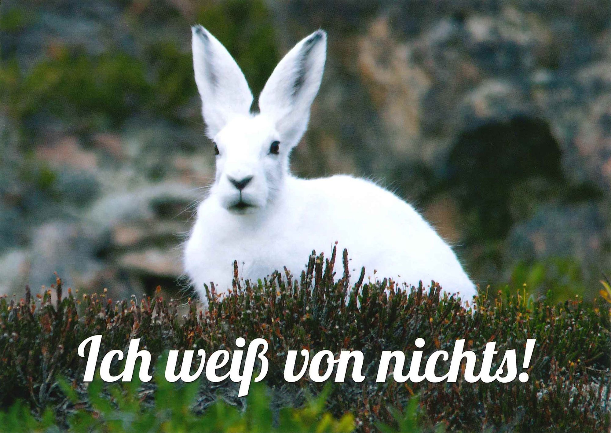 Postkarte 'Ich weiß von nichts!' günstig bestellen
