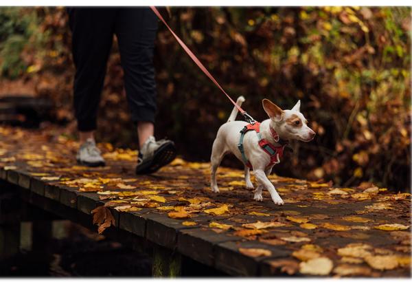 RUFFWEAR® Hundehalsband Hi & Light™ Collar