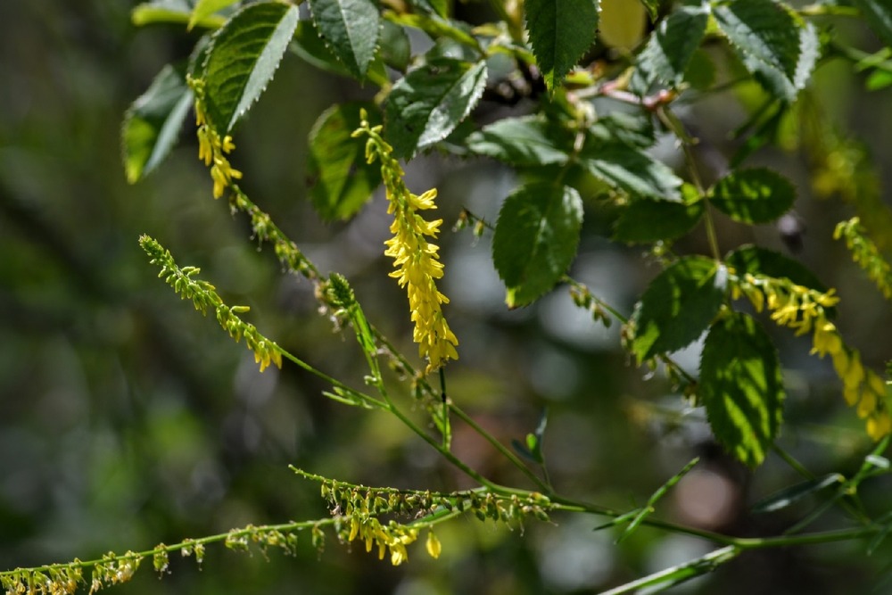 Kit cadeau - mélilot - 250 graines - melilotus officinalis