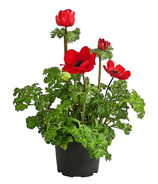 Beet- & Balkonpflanzen-Set Roter Frühling,