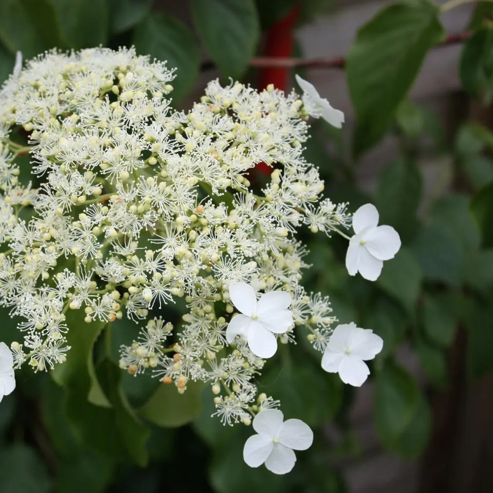 Hortensia - Set van 3 - Hydrangea anomale petiolaris - Hoogte 25-40cm - ⌀9cm