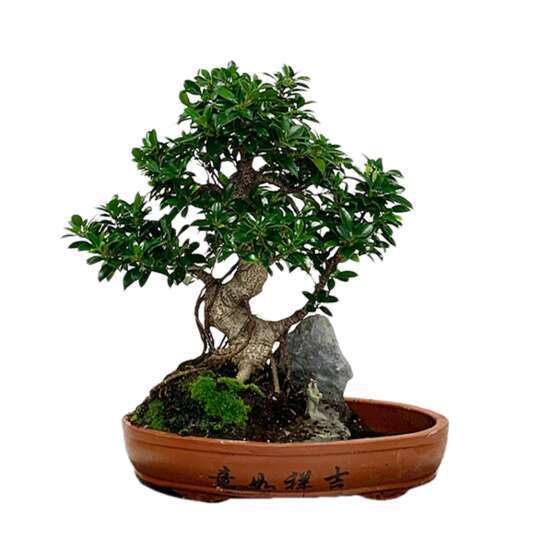 Bonsaï Ficus :20-25 ans étage