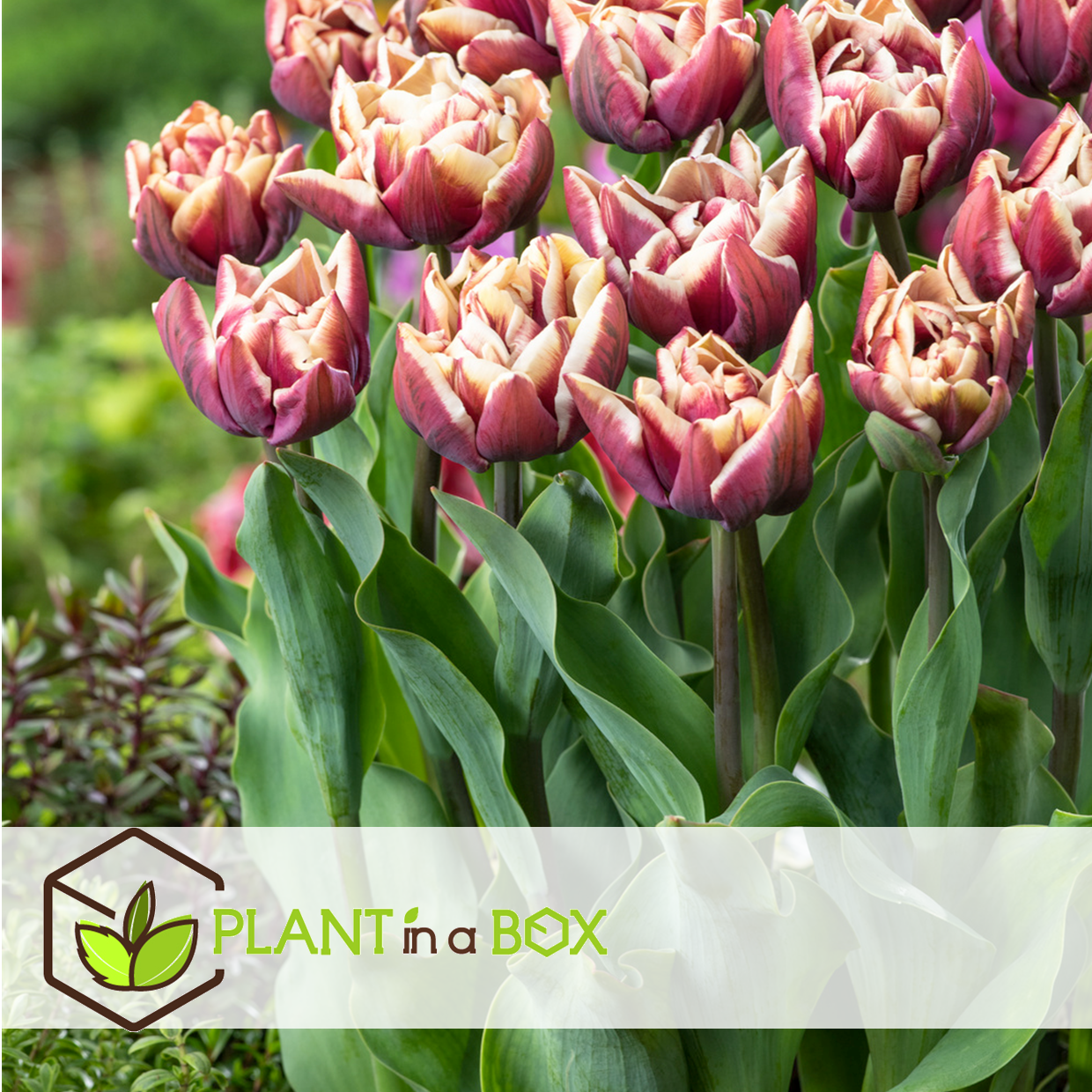 Tulipa wyndham - bulbes à fleurs x14 - tulipe - pourpre