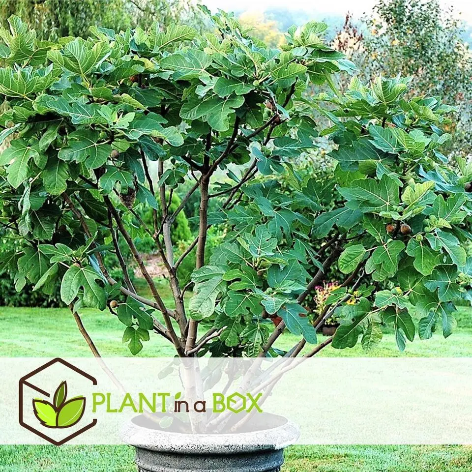 Vijgenboom - Set van 2 - Ficus carica 'Brown Turkey' - Hoogte 25-40cm - ⌀9cm