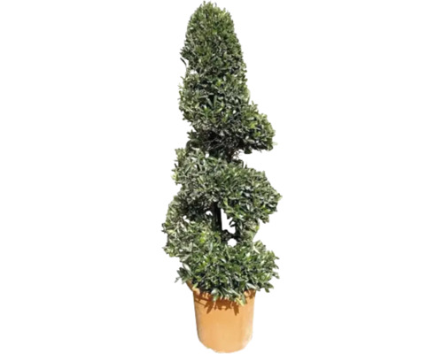 Olijfboomspiraal FloraSelf Olea europaea H ca. 115 cm Ø 30 cm pot 35 Jaar FloraSelf Jubileumeditie