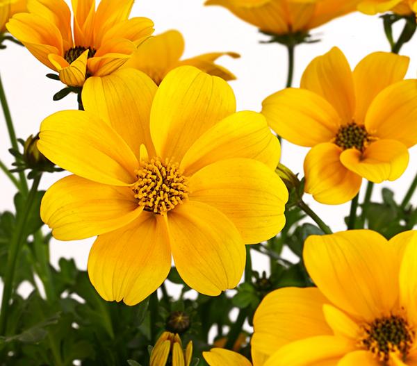 Goldmarie 'Golden Empire'
