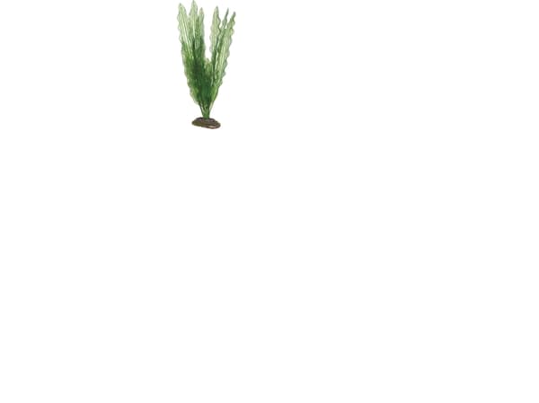 Dohse Aponogeton, 39 cm
