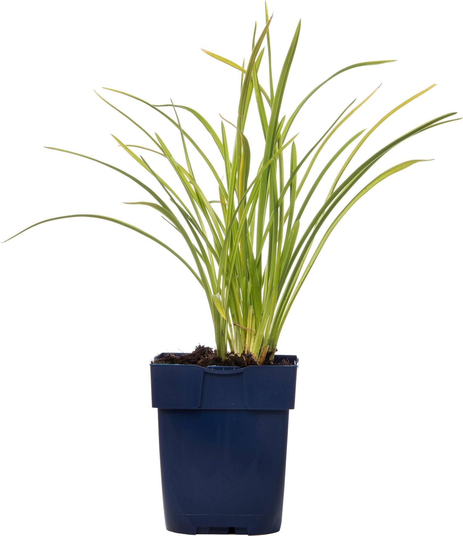 Daglelie (Hemerocallis 'Stella de Oro') D 9 H 15 cm