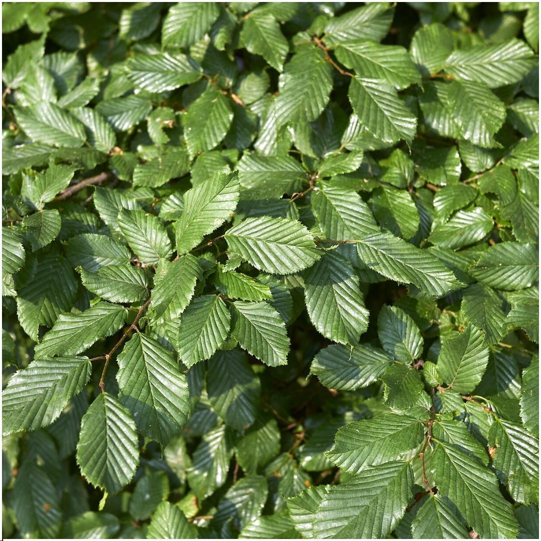 Carpinus betulus - lot de 6