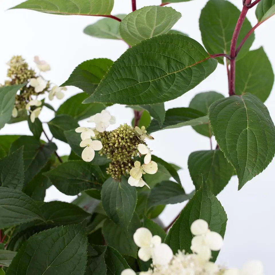 Pluimhortensia - Hydrangea paniculata 'Early Harry' - Hoogte 25-40cm - ⌀19cm