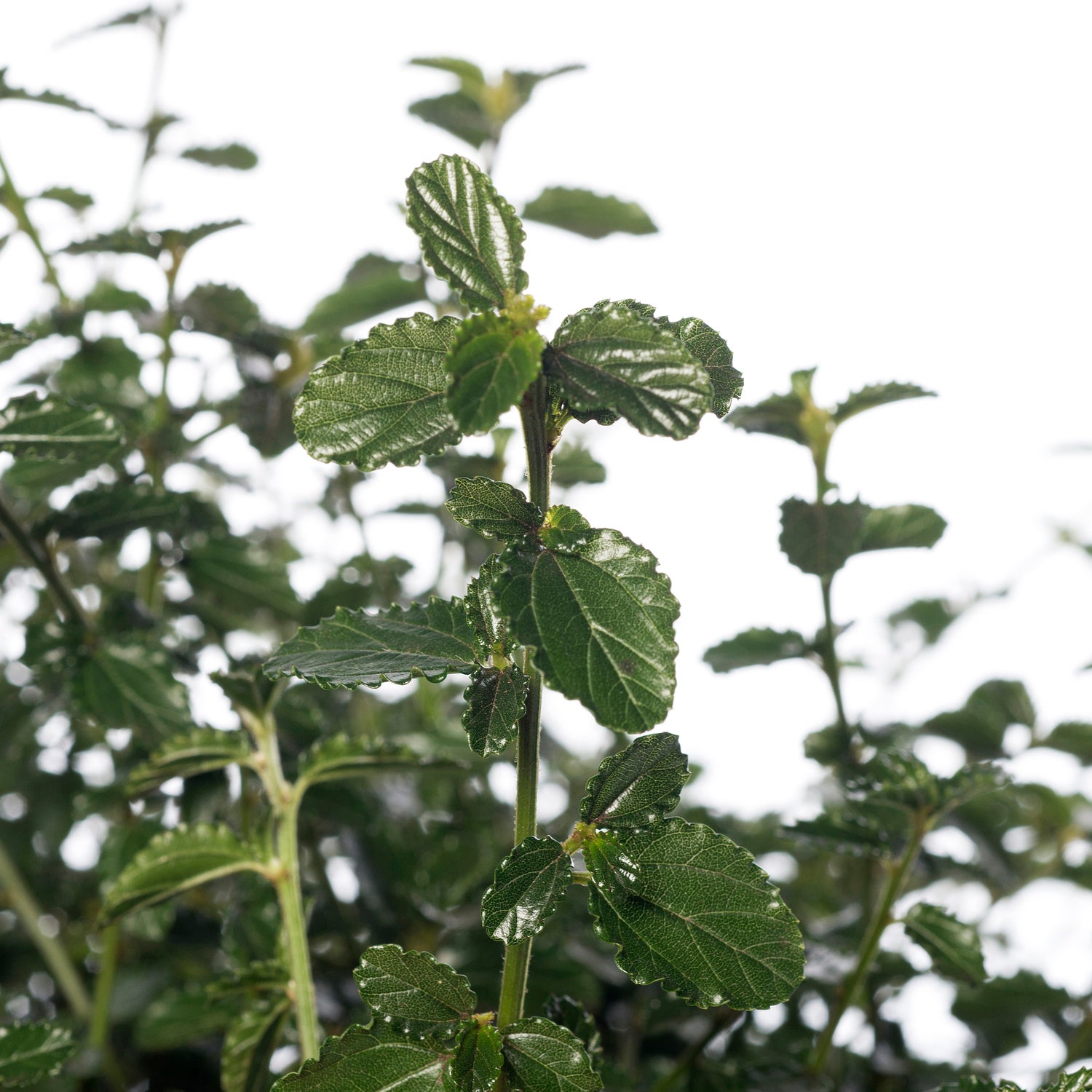 Amerikaanse sering (Ceanothus thyrsiflorus var. repens) D 23 H 35 cm