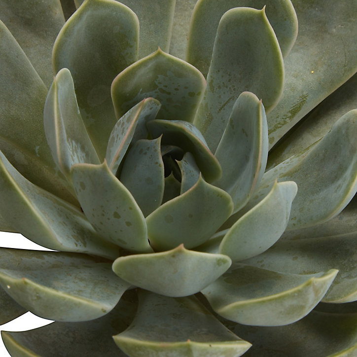 Echeveria « Grande Cinza » 12cm
