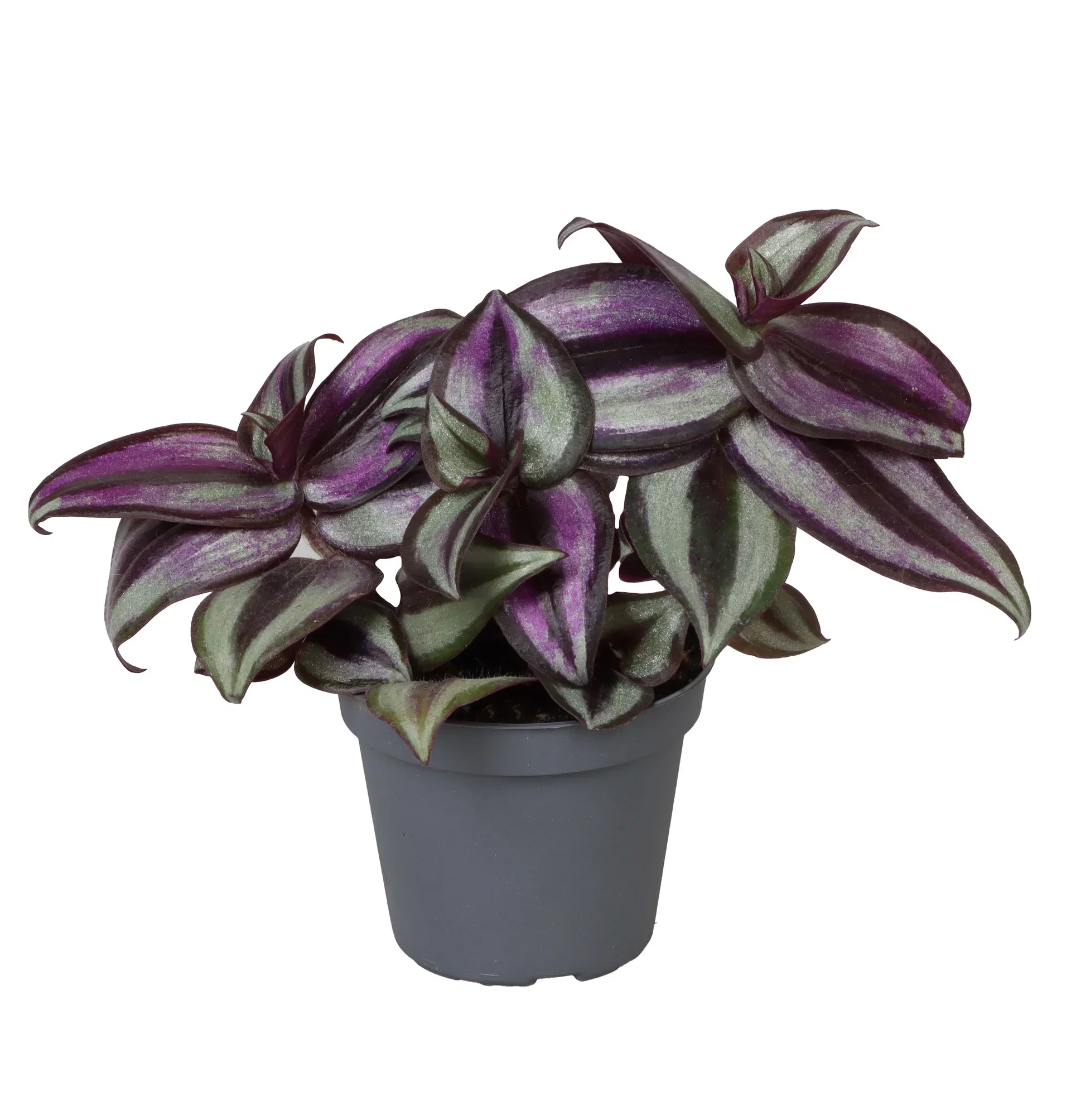 Tradescantia Husvandrer mini mix Høyde 10 cm