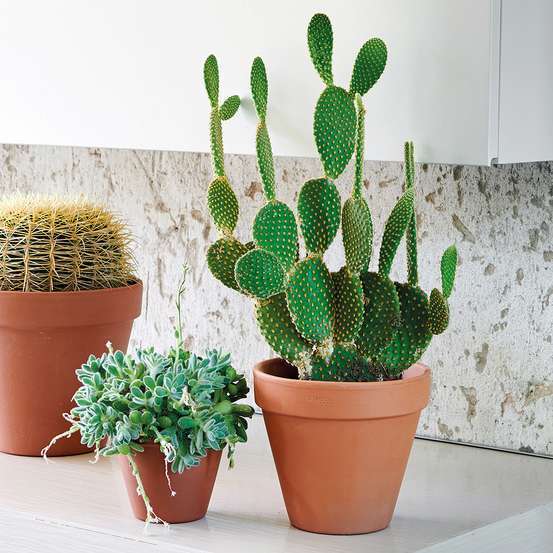 Pot Horticole en terre cuite Ø 21 x H. 19cm