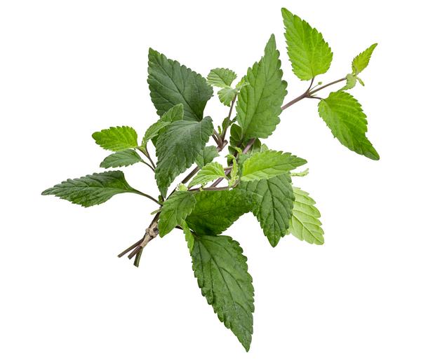 Aztekisches Süßkraut